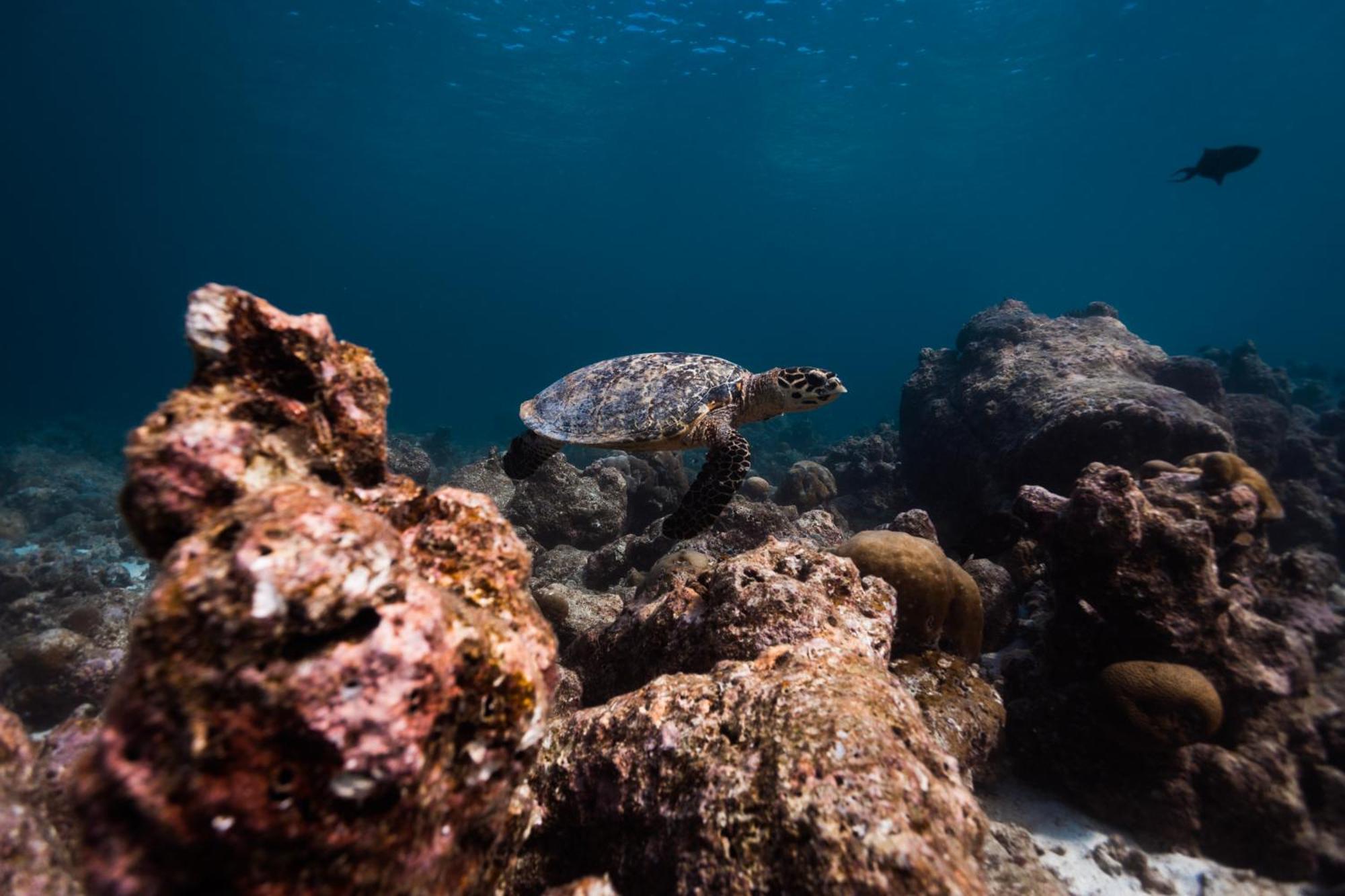 Maldives Fushifaru